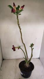 Planta Dobrada 3529 – 35cm – 03 anos - Imagem 4