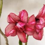 Planta Dobrada 3530 – 30cm – 02 anos