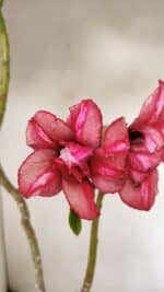 Planta Dobrada 3530 – 30cm – 02 anos