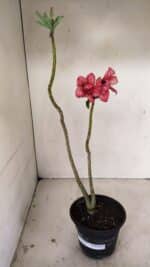 Planta Dobrada 3530 – 30cm – 02 anos - Imagem 8