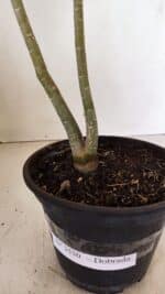 Planta Dobrada 3530 – 30cm – 02 anos - Imagem 7