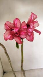 Planta Dobrada 3530 – 30cm – 02 anos - Imagem 6