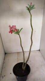 Planta Dobrada 3530 – 30cm – 02 anos - Imagem 5