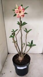 Planta Dobrada 3531 – 45cm – 03 anos - Imagem 2