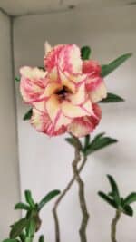 Planta Dobrada 3531 – 45cm – 03 anos - Imagem 8