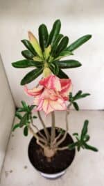 Planta Dobrada 3531 – 45cm – 03 anos - Imagem 4