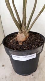 Planta Dobrada 3531 – 45cm – 03 anos - Imagem 7