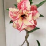 Planta Dobrada 3531 – 45cm – 03 anos