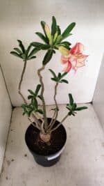 Planta Dobrada 3531 – 45cm – 03 anos - Imagem 6