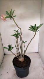 Planta Dobrada 3531 – 45cm – 03 anos - Imagem 5