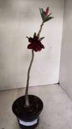 Planta Dobrada 3532 – 30cm – 02 anos - Imagem 2