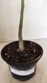 Planta Dobrada 3532 – 30cm – 02 anos - Imagem 6