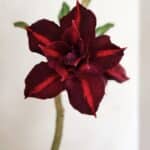 Planta Dobrada 3532 – 30cm – 02 anos