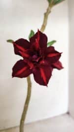 Planta Dobrada 3532 – 30cm – 02 anos