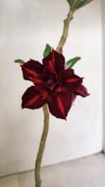 Planta Dobrada 3532 – 30cm – 02 anos - Imagem 3