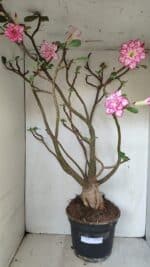 Planta Dobrada 3533 – 60cm – 05 anos - Imagem 2