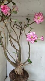 Planta Dobrada 3533 – 60cm – 05 anos - Imagem 6