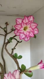 Planta Dobrada 3533 – 60cm – 05 anos - Imagem 4