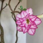 Planta Dobrada 3533 – 60cm – 05 anos