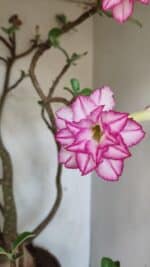 Planta Dobrada 3533 – 60cm – 05 anos