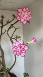 Planta Dobrada 3533 – 60cm – 05 anos - Imagem 5