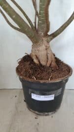 Planta Dobrada 3533 – 60cm – 05 anos - Imagem 11