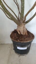 Planta Dobrada 3533 – 60cm – 05 anos - Imagem 10