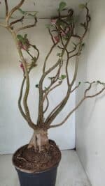 Planta Dobrada 3533 – 60cm – 05 anos - Imagem 8