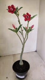 Planta Dobrada 3535 – 35cm – 03 anos - Imagem 2