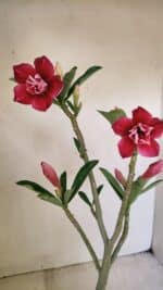 Planta Dobrada 3535 – 35cm – 03 anos - Imagem 5