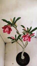 Planta Dobrada 3535 – 35cm – 03 anos - Imagem 6