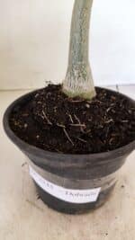 Planta Dobrada 3535 – 35cm – 03 anos - Imagem 9