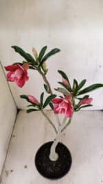 Planta Dobrada 3535 – 35cm – 03 anos - Imagem 8