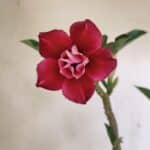 Planta Dobrada 3535 – 35cm – 03 anos