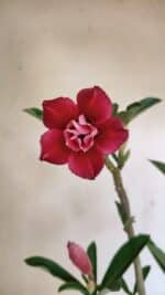 Planta Dobrada 3535 – 35cm – 03 anos