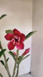 Planta Dobrada 3535 – 35cm – 03 anos - Imagem 4