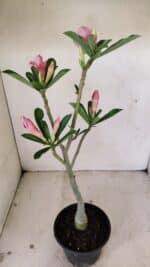 Planta Dobrada 3535 – 35cm – 03 anos - Imagem 7