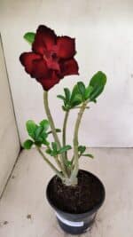 Planta Dobrada 3536 – 35cm – 03 anos - Imagem 2