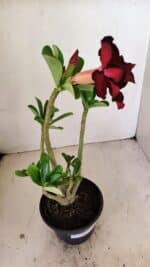 Planta Dobrada 3536 – 35cm – 03 anos - Imagem 4