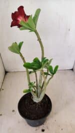 Planta Dobrada 3536 – 35cm – 03 anos - Imagem 5