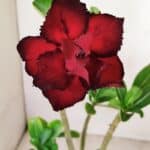 Planta Dobrada 3536 – 35cm – 03 anos