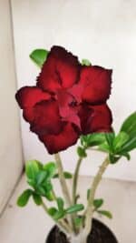 Planta Dobrada 3536 – 35cm – 03 anos