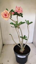 Planta Dobrada 3537 – 40cm – 03 anos - Imagem 2