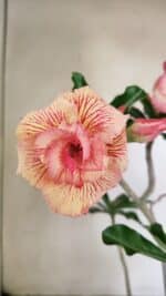 Planta Dobrada 3537 – 40cm – 03 anos