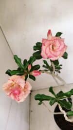 Planta Dobrada 3537 – 40cm – 03 anos - Imagem 5