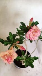 Planta Dobrada 3537 – 40cm – 03 anos - Imagem 9