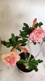 Planta Dobrada 3537 – 40cm – 03 anos - Imagem 4