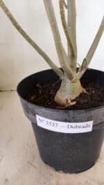 Planta Dobrada 3537 – 40cm – 03 anos - Imagem 8