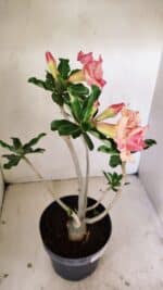 Planta Dobrada 3537 – 40cm – 03 anos - Imagem 7