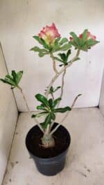 Planta Dobrada 3537 – 40cm – 03 anos - Imagem 6
